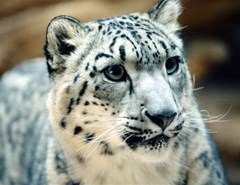 snowleopardcat2