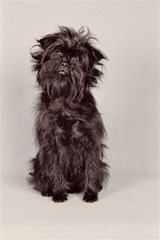 affenpinscher99