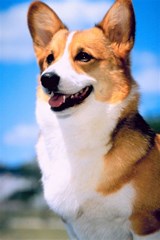 corgi99