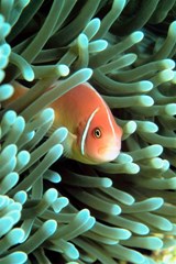 clownfish