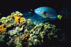 parrotfish