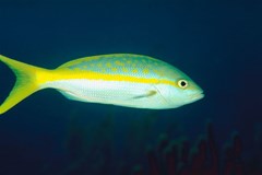 snapperfish
