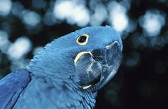 parrot4