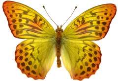 butterfly m10