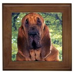 Bloodhound - Quality Dog Lovers Framed Tile