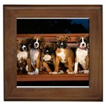 Boxer Puppies - Quality Dog Lovers Framed Tile