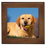 Break Time Yellow Labrador - Quality Dog Lovers Framed Tile