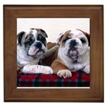 Bulldog Buddies - Quality Dog Lovers Framed Tile