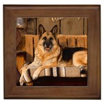 Country Canine - German Shepherd - Quality Dog Lovers Framed Tile