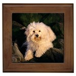 Dog Days on the Rocks - Quality Dog Lovers Framed Tile