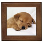 DogTired - Quality Dog Lovers Framed Tile