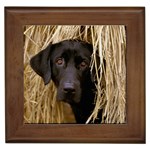 Hiding in the Hay - Quality Dog Lovers Framed Tile