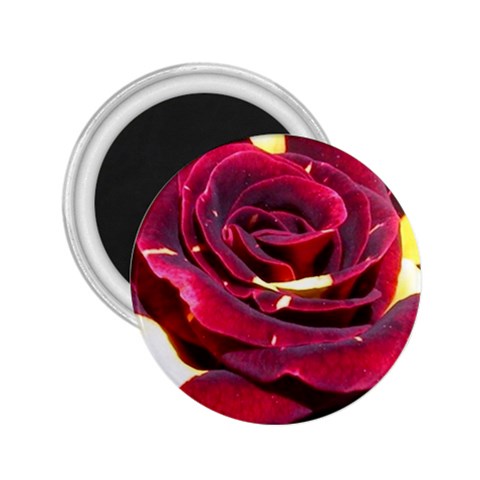Rose 2 2.25  Magnet from UrbanLoad.com Front