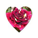 Rose 1 Magnet (Heart)