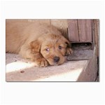 Golden Retriever Puppy Postcard 4 x 6  (Pkg of 10)