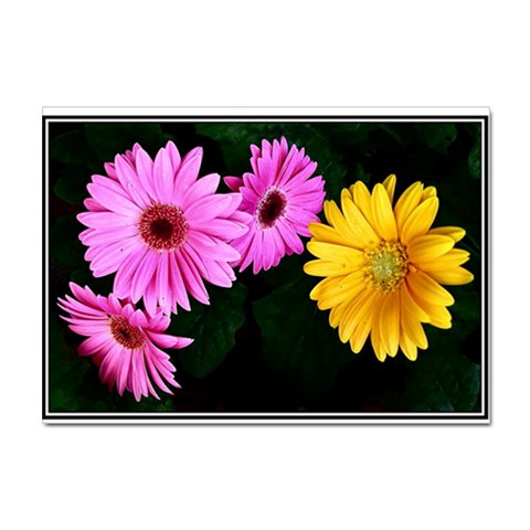 gerbera flowers photo Sticker A4 (10 pack) from UrbanLoad.com Front