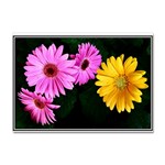 gerbera flowers photo Sticker A4 (10 pack)