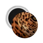 Tiger Eye 2.25  Magnet