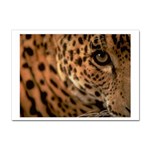 Tiger Eye Sticker A4 (100 pack)
