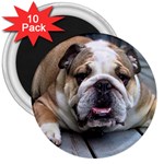 English Bulldog 3  Magnet (10 pack)