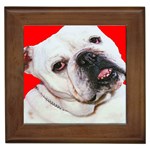 Bulldog Momma Charm Framed Tile