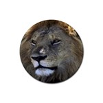 Lion Rubber Round Coaster (4 pack)