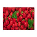 Strawberries  Sticker A4 (100 pack)