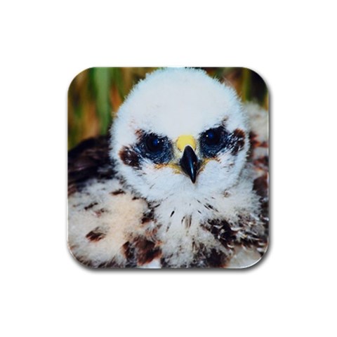 Marsh Harrier Bird Rubber Square Coaster (4 pack) from UrbanLoad.com Front