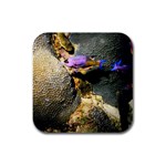 Reef Fish Rubber Square Coaster (4 pack)