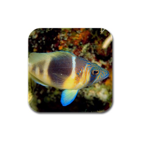 Reef Fish D2 Rubber Square Coaster (4 pack) from UrbanLoad.com Front