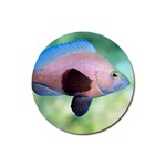 Pink Fish Rubber Round Coaster (4 pack)