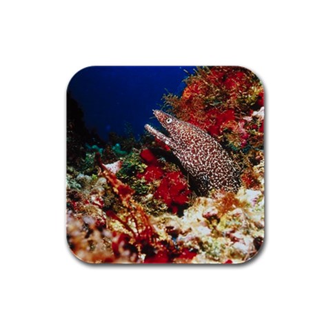Moray Eel Fish D2 Rubber Square Coaster (4 pack) from UrbanLoad.com Front