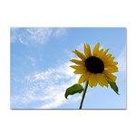 Summer Sunflower Sticker A4 (10 pack)