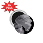 Classic beauty 1.75  Magnet (10 pack) 
