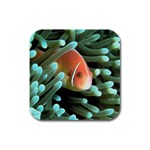 Clown Fish Rubber Square Coaster (4 pack)