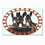 Three donks Postcard 4 x 6  (Pkg of 10)