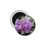 Purple Rhododendron Flower 1.75  Magnets