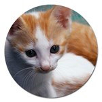 Cute Kitten Magnet 5  (Round)
