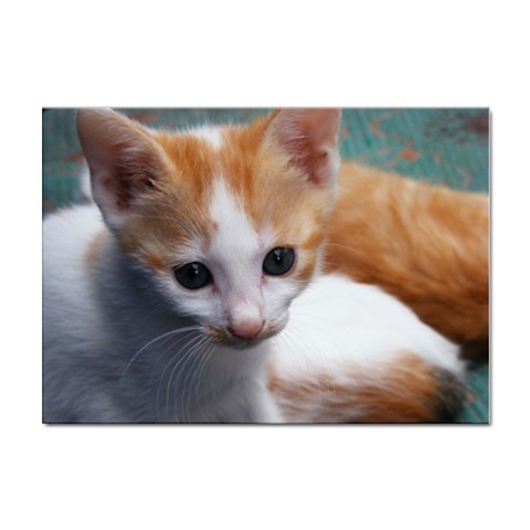 Cute Kitten Sticker A4 (10 pack) from UrbanLoad.com Front