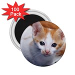 Cute Kitten 2 2.25  Magnet (100 pack) 