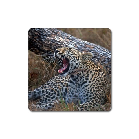 Leopard Fridge Animal Magnet (Square) from UrbanLoad.com Front