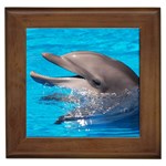 Dolphin Framed Tile