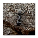 Black Ant Tile Coaster