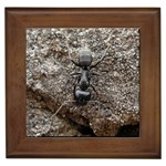 Black Ant Framed Tile