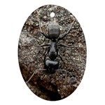 Black Ant Ornament (Oval)
