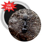 Black Ant 3  Magnet (100 pack)