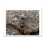 Black Ant Sticker A4 (10 pack)