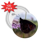Erebia Pronoe Rila (Bulgaria Butterfly) 2.25  Button (100 pack)