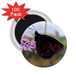 Erebia Pronoe Rila (Bulgaria Butterfly) 2.25  Magnet (100 pack) 