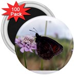 Erebia Pronoe Rila (Bulgaria Butterfly) 3  Magnet (100 pack)
